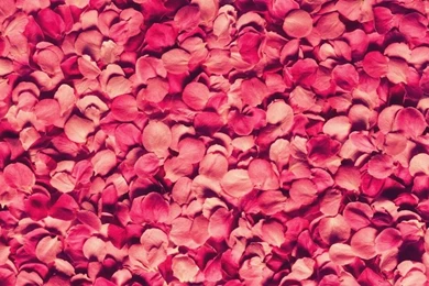 Flowers & Rose Petals Wallpapers HD Pictures