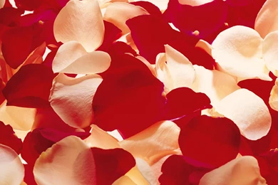 Rose Petals Wallpapers   HD Great Images