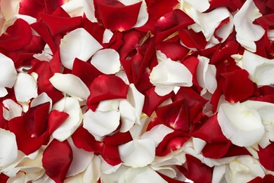 Rose Petals Wallpapers HD Wallpaper Backgrounds Of Your Choice