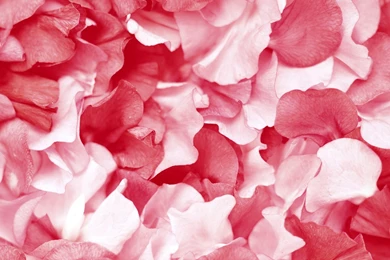Flower Petal Wallpapers
