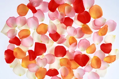 Flowers & Rose Petals Wallpapers HD Pictures