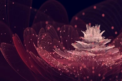 Pink Rose Petals Wallpapers Pictures Photos Images