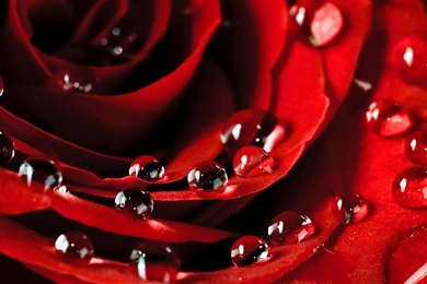 Rose Petals Wallpapers   HD Great Images
