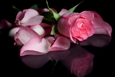 Rose Petals Wallpapers