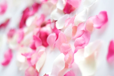 Pink Flower Petals
