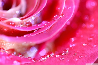 Download Rose Petals Macro 2 Wallpapers 1920x1080