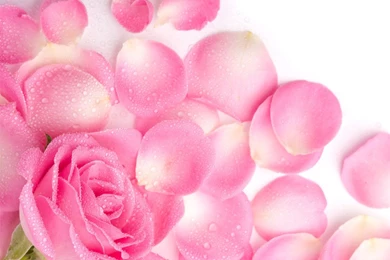 Top Flower Rose Petals Pink Wallpapers
