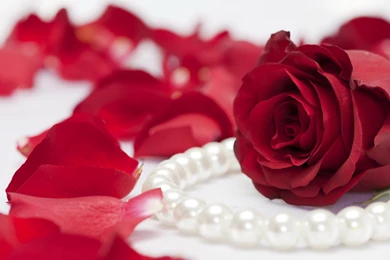 Download Wallpapers 3840x2160 Rose, Flower, Pearls, Jewelry, Petals ...