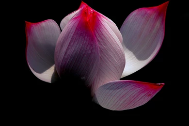 Lotus Flower Petals Wallpapers 06, Lotus Flower Pictures & Images