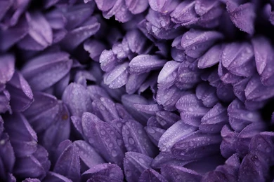 Nature Flowers Violet Purple Flower Petals Wallpapers