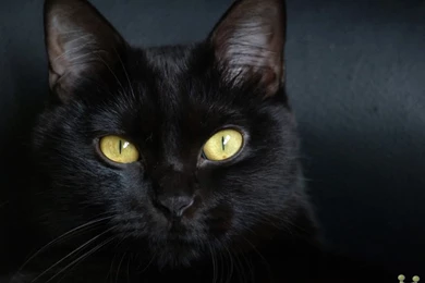 Beautiful Pure Black Cat Hd Wallpapers E Entertainment. Black Cats ...