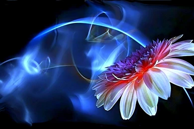 Neon Flower Wallpaper Images   Nekeran.com