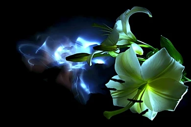 Neon Flower Wallpapers HD Resolution   Nekeran.com