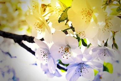 However, The Desktop Wallpapers Stand Clear Views 49407   Rural ...