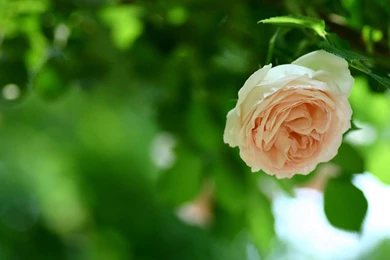 Love Pink Roses HD Wallpapers 10   Flower Wallpapers   Free Desktop ...