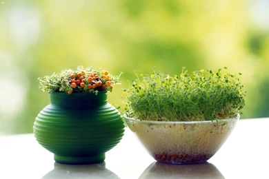 Good For Norooz   PARS.com