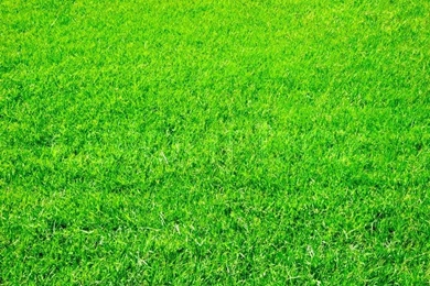 Bright Green Grass Great As A Backgrounds
