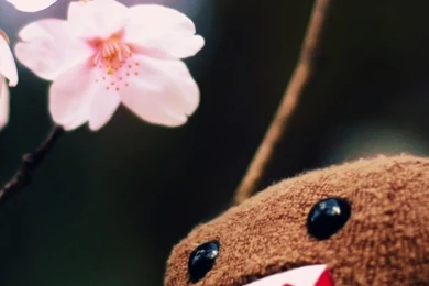 Funny Domo Wallpapers