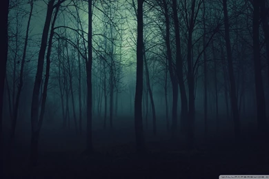 Dark Forest HD Desktop Wallpapers : High Definition : Fullscreen ...