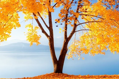Autumn Fall Wallpapers Tree