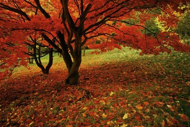 Free Fall Wallpapers   Wallpapers High Definition