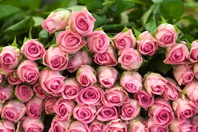 Rose Wallpapers HD, Rose Images, Rose Flower Pictures And ...