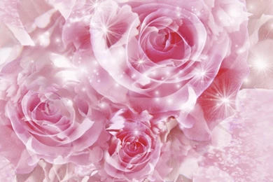 Pink Roses Wallpapers