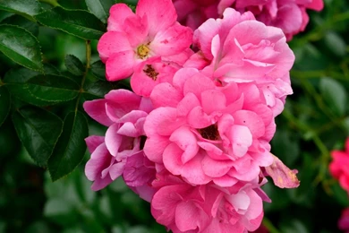 Pink Rose Wallpapers HD Pictures