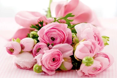 Bundle Of Roses Wallpapers