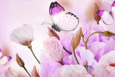 Pink Roses And Butterfly Art Wallpapers, Rose Flower Images, Rose ...