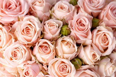 Pink Rose Wallpapers HD Pictures