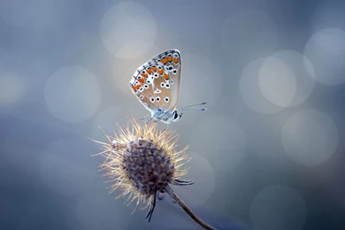 Butterfly Mac Desktop Backgrounds