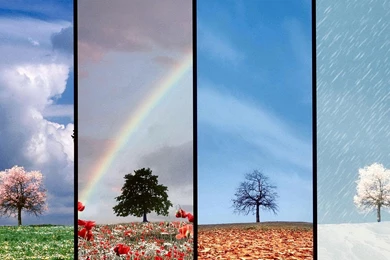 A TREE OF ALL SEASONS WALLPAPER   (