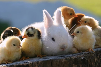 Cute Baby Animals Hd Wallpapers Hd Latest Wallpapers. Cute Animal ...