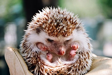 Download Cute Baby Animal Wallpapers Wide