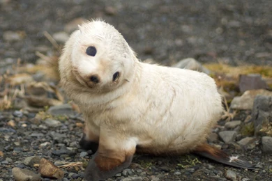 Cute Baby Animals Backgrounds   Danasrhp.top