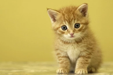 Cute Animal Wallpapers   Wallpapers Cave