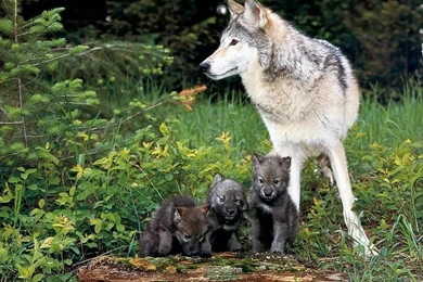 Animals 1024x768 Wallpapers   Download Free Animals 1024x768 25 ...