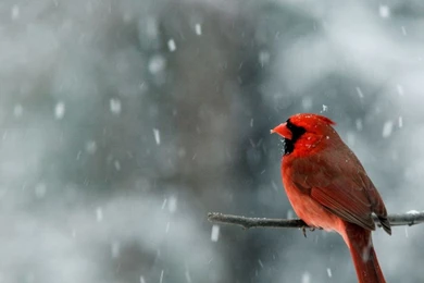 Snow Falling   Wallpaper, High Definition, High Quality, Widescreen