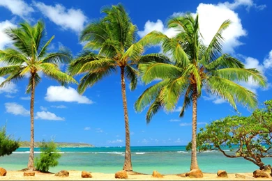 Beauty Beach Hd Wallpaper Backgrounds 1366x768 Widescreen Hd ...