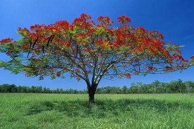 Simple And Beautiful Nature   HD Wallpapers Widescreen   2560x1600