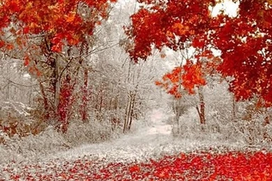 Best Nature Wallpapers For Iphone 5 Widescreen 2 HD Wallpapers ...