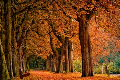 Autumn Wallpapers Full HD