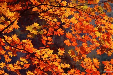 Fall Leaves Pictures Season Autumn Fall Leaves Desktop Wallpapers ...