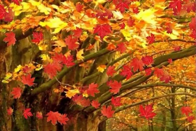 Fall Live Wallpapers And Daydream   YouTube