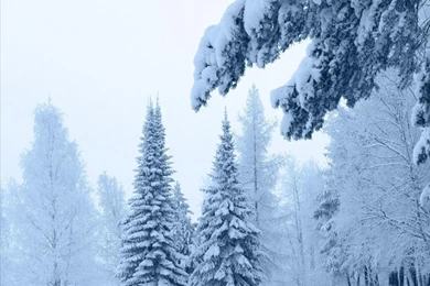 Snow Fall Live Wallpapers   Android Apps On Google Play