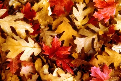 Fall Wallpapers For Tablet