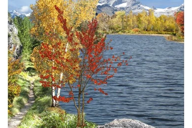 Amazon.com: Season Fall Live Wallpaper: Appstore For Android