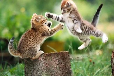 Funny Picture Animals HD Images Wallpapers HD Widescreen Wallpapers