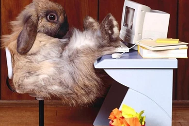 Funny Animal Wallpapers For Desktop 2774   HD Wallpapers Site